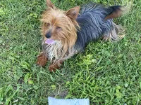 Blue, a female Yorkshire Terrier for sale in Rockville, IN – Photo 3 of 6