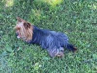 Blue, a female Yorkshire Terrier for sale in Rockville, IN – Photo 6 of 6
