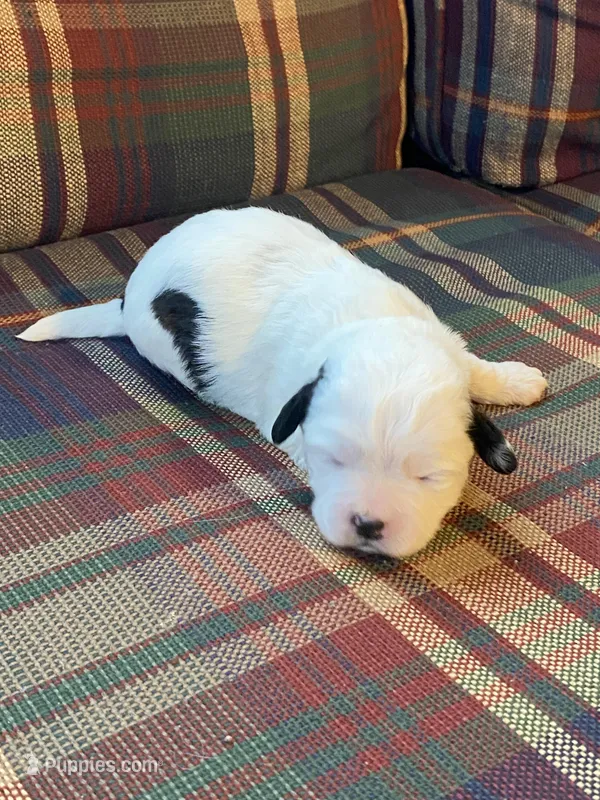 Splasher, a male Shihpoo for sale in Rockville, IN – Photo 1 of 7