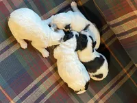 Splasher, a male Shihpoo for sale in Rockville, IN – Photo 6 of 7