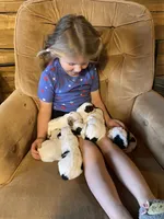 Splasher, a male Shihpoo for sale in Rockville, IN – Photo 3 of 7