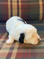 Splasher, a male Shihpoo for sale in Rockville, IN – Photo 5 of 7