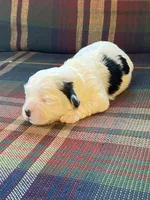Splasher, a male Shihpoo for sale in Rockville, IN – Photo 7 of 7
