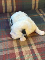 Splasher, a male Shihpoo for sale in Rockville, IN – Photo 2 of 7
