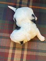 Splasher, a male Shihpoo for sale in Rockville, IN – Photo 4 of 7