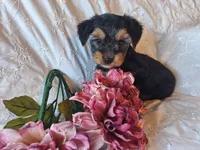 Tilly, a female Yorkshire Terrier for sale in Crawfordsville, IN – 4 of 8