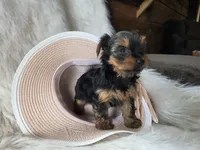Cheyenne , a female Yorkshire Terrier for sale in Crawfordsville, IN – 4 of 7