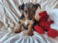 Tucker, a male Yorkshire Terrier for sale in Crawfordsville, IN – 1 of 10