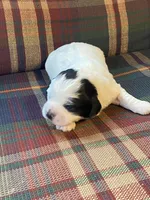 Pokie, a male Shihpoo for sale in Rockville, IN – Photo 6 of 8