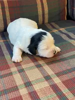 Pokie, a male Shihpoo for sale in Rockville, IN – Photo 2 of 8
