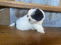 Pokie, a male Shihpoo for sale in Rockville, IN – Photo 4 of 8