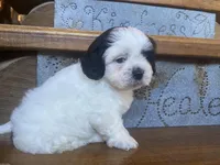 Pokie, a male Shihpoo for sale in Rockville, IN – Photo 5 of 8