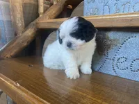 Pokie, a male Shihpoo for sale in Rockville, IN – Photo 1 of 8