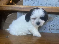 Pokie, a male Shihpoo for sale in Rockville, IN – Photo 7 of 8