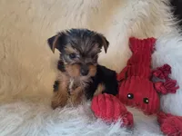 Tyke, a female Yorkshire Terrier for sale in Crawfordsville, IN – 4 of 10