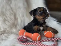 Chase, a male Yorkshire Terrier for sale in Crawfordsville, IN – 4 of 6