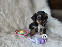 Chanel, a female Yorkshire Terrier for sale in Crawfordsville, IN – 1 of 5