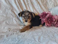 Trixie, a female Yorkshire Terrier for sale in Crawfordsville, IN – 4 of 8