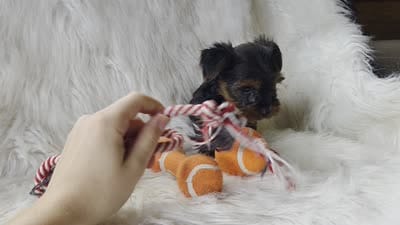 Chase, a male Yorkshire Terrier for sale in Crawfordsville, IN – 5 of 6