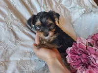 Tootsie, a female Yorkshire Terrier for sale in Crawfordsville, IN – 5 of 8