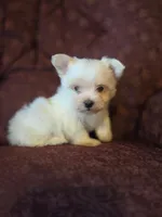 Bitsy, a female Maltese and Yorkshire Terrier for sale in Rockville, IN – Photo 5 of 6