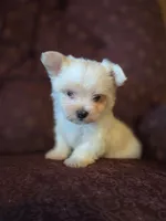 Bitsy, a female Maltese and Yorkshire Terrier for sale in Rockville, IN – Photo 2 of 6