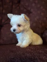 Bitsy, a female Maltese and Yorkshire Terrier for sale in Rockville, IN – Photo 6 of 6