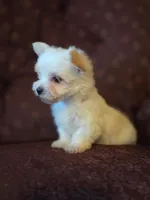 Bitsy, a female Maltese and Yorkshire Terrier for sale in Rockville, IN – Photo 1 of 6
