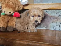 Bear , a male Yorkshire Terrier for sale in Crawfordsville, IN – Photo 8 of 8