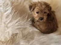 Bear , a male Yorkshire Terrier for sale in Crawfordsville, IN – Photo 5 of 8