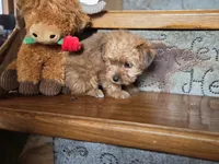 Bear , a male Yorkshire Terrier for sale in Crawfordsville, IN – Photo 3 of 8
