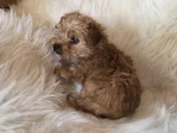 Bear , a male Yorkshire Terrier for sale in Crawfordsville, IN – Photo 4 of 8