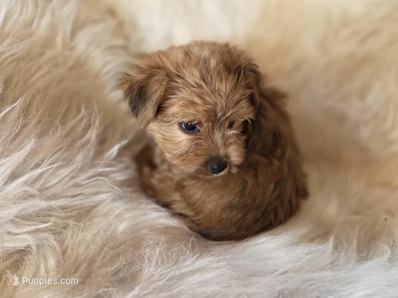 Bear  – Yorkshire Terrier puppy for sale in Crawfordsville, IN