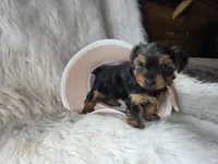 Cheyenne , a female Yorkshire Terrier for sale in Crawfordsville, IN – 3 of 7