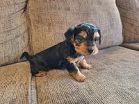 Rylie, a female Yorkshire Terrier and Poodle - Toy  for sale in Crawfordsville, IN – Photo 3 of 7