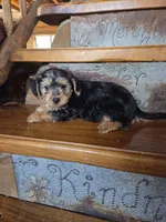Rose, a female Yorkshire Terrier and Poodle - Toy  for sale in Crawfordsville, IN – Photo 6 of 6