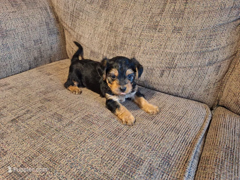 Rose – Yorkshire Terrier, Poodle - Toy  puppy for sale in Crawfordsville, IN