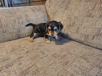 Rylie, a female Yorkshire Terrier and Poodle - Toy  for sale in Crawfordsville, IN – Photo 6 of 7