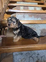 Rose, a female Yorkshire Terrier and Poodle - Toy  for sale in Crawfordsville, IN – Photo 4 of 6