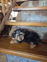 Rose, a female Yorkshire Terrier and Poodle - Toy  for sale in Crawfordsville, IN – Photo 5 of 6