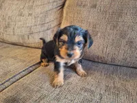 Rylie, a female Yorkshire Terrier and Poodle - Toy  for sale in Crawfordsville, IN – Photo 2 of 7