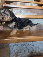 Rose, a female Yorkshire Terrier and Poodle - Toy  for sale in Crawfordsville, IN – Photo 3 of 6