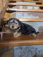 Rose, a female Yorkshire Terrier and Poodle - Toy  for sale in Crawfordsville, IN – Photo 2 of 6