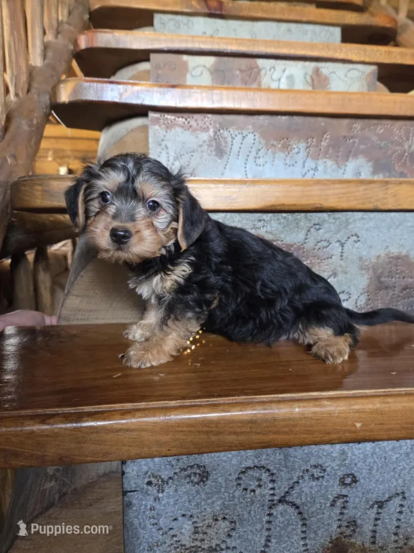Rose – Yorkshire Terrier, Poodle - Toy  puppy for sale in Crawfordsville, IN
