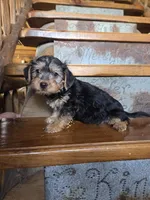 Rose, a female Yorkshire Terrier and Poodle - Toy  for sale in Crawfordsville, IN – Photo 1 of 6