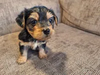 Rylie, a female Yorkshire Terrier and Poodle - Toy  for sale in Crawfordsville, IN – Photo 1 of 7