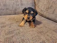 Rylie, a female Yorkshire Terrier and Poodle - Toy  for sale in Crawfordsville, IN – Photo 4 of 7