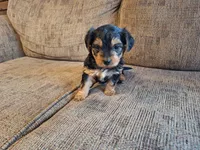 Rylie, a female Yorkshire Terrier and Poodle - Toy  for sale in Crawfordsville, IN – Photo 5 of 7