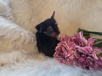 Tilly, a female Yorkshire Terrier for sale in Crawfordsville, IN – 7 of 7