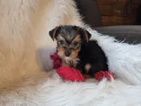 Tyke, a female Yorkshire Terrier for sale in Crawfordsville, IN – 5 of 10